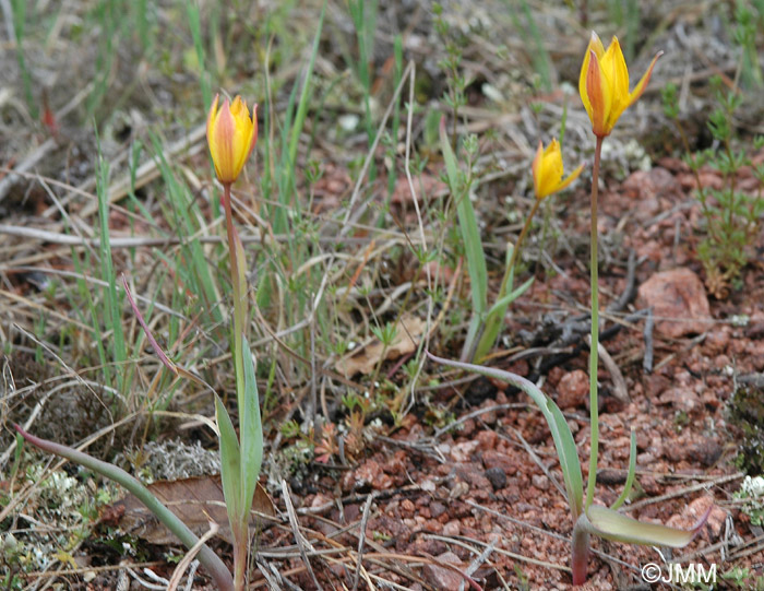 Tulipa sylvestris subsp. australis = Tulipa australis