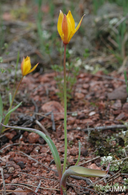 Tulipa sylvestris subsp. australis = Tulipa australis