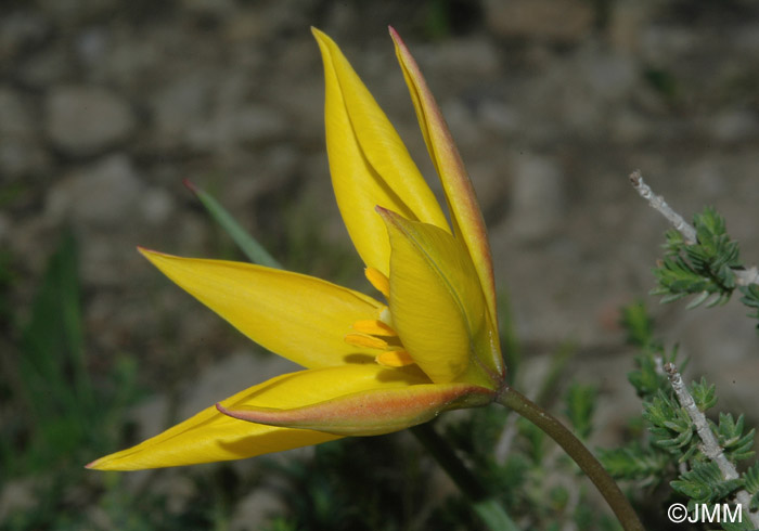 Tulipa sylvestris subsp. australis = Tulipa australis