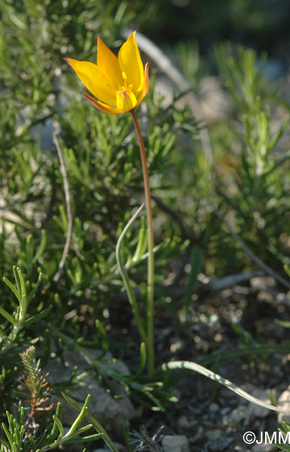 Tulipa sylvestris subsp. australis = Tulipa australis