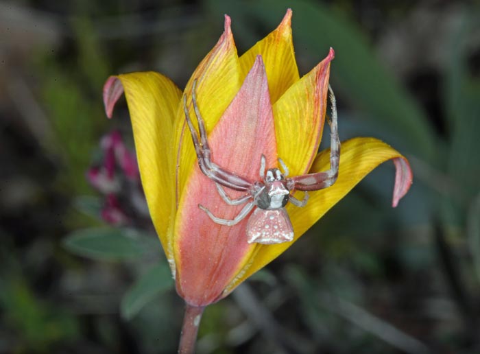 Tulipa sylvestris subsp. australis = Tulipa australis