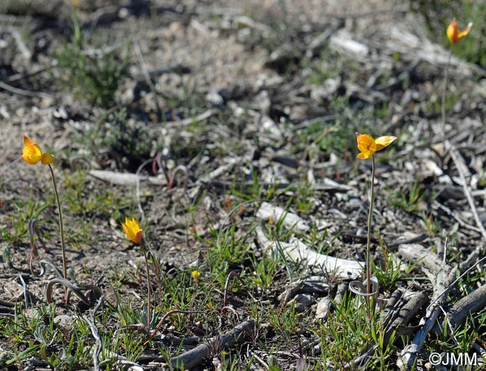 Tulipa sylvestris subsp. australis = Tulipa australis