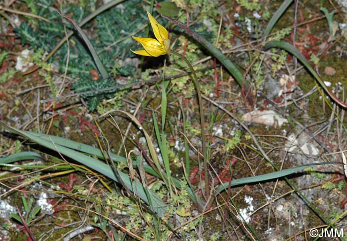 Tulipa sylvestris subsp. australis = Tulipa australis