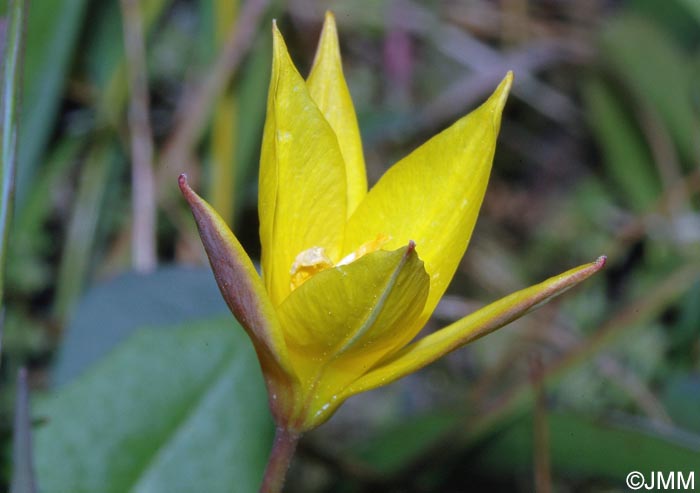 Tulipa sylvestris subsp. australis = Tulipa australis