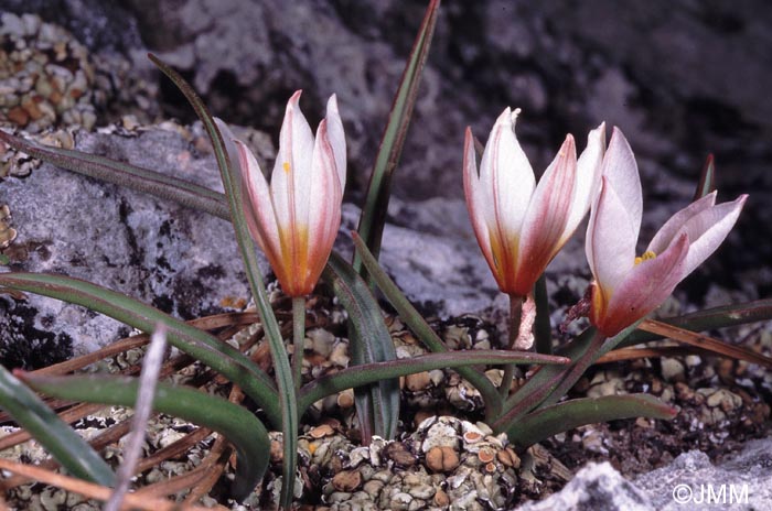 Tulipa cretica