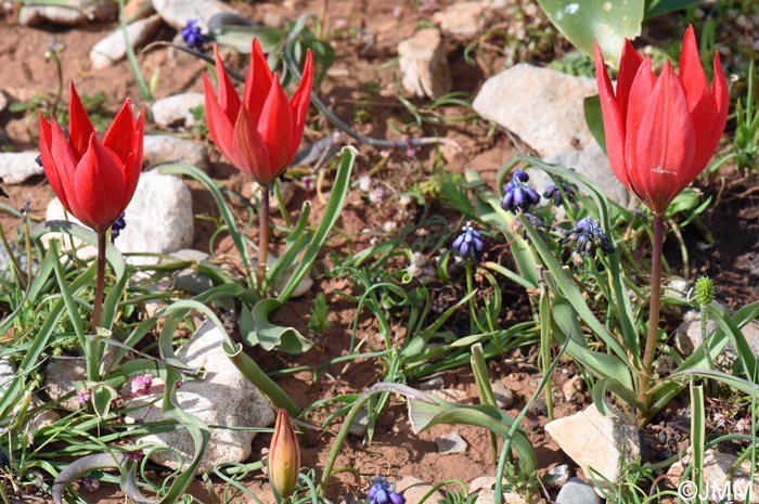 Tulipa goulimyi