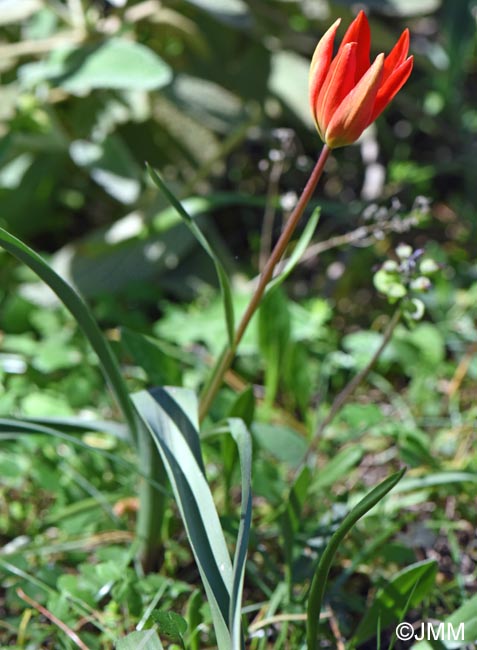 Tulipa goulimyi