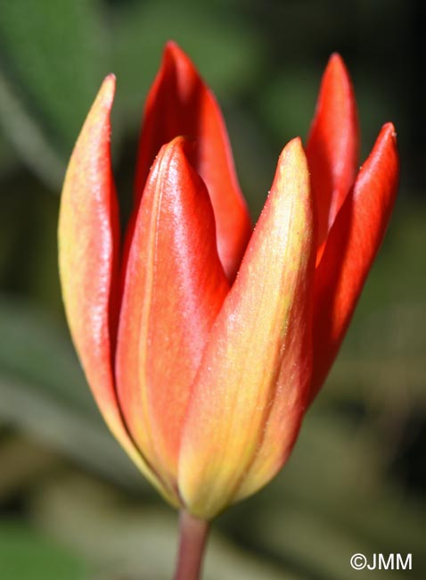 Tulipa goulimyi