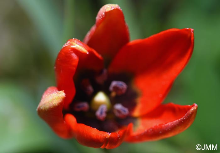 Tulipa goulimyi