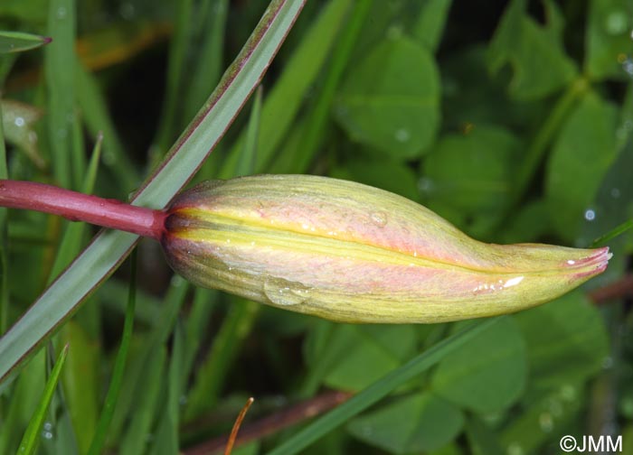 Tulipa goulimyi