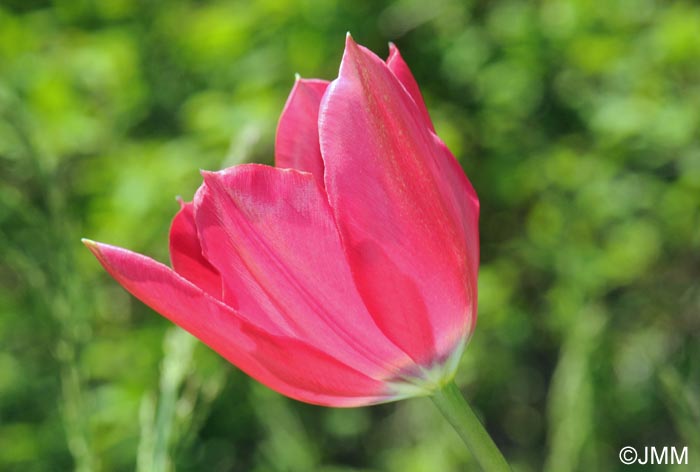 Tulipa montisandrei