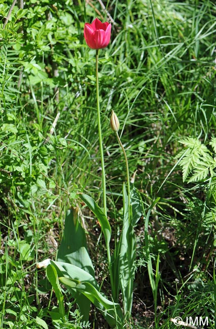 Tulipa montisandrei