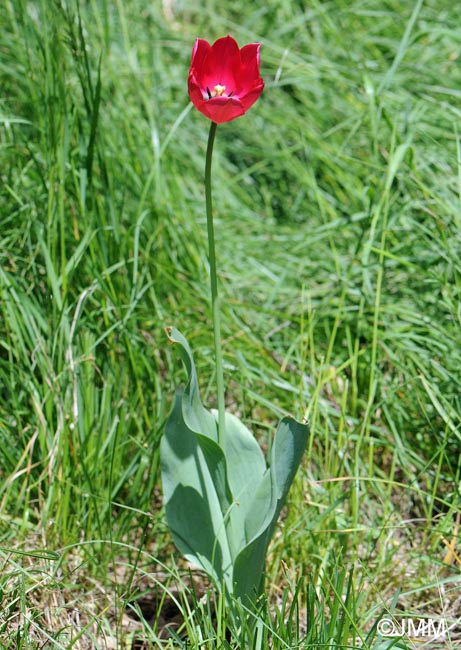 Tulipa montisandrei