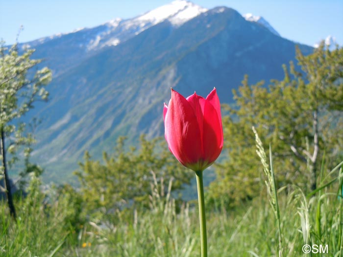 Tulipa montisandrei