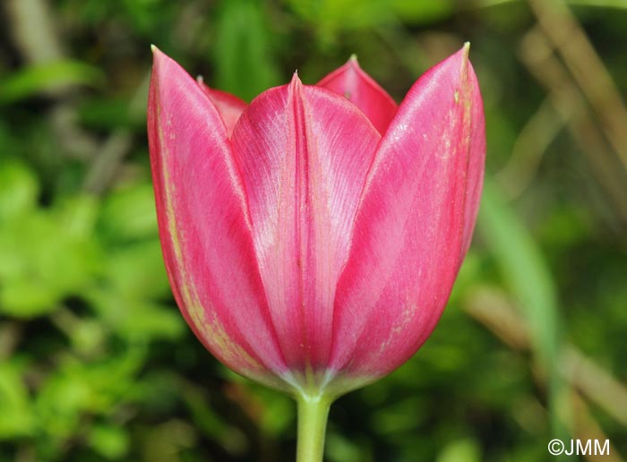 Tulipa montisandrei