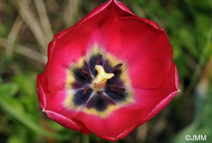 Tulipa montisandrei