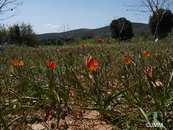 Tulipa orphanidea