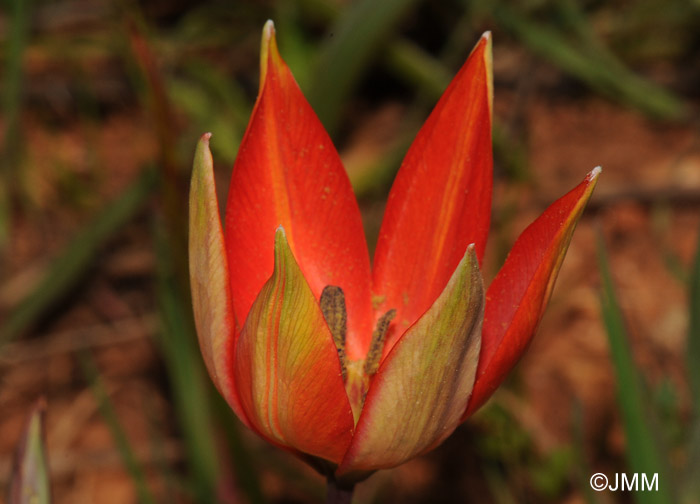 Tulipa orphanidea