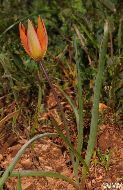 Tulipa orphanidea