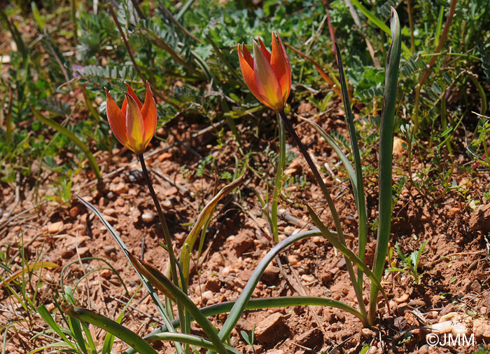 Tulipa orphanidea