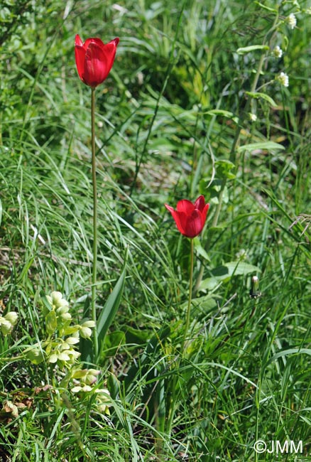 Tulipa planifolia = Tulipa sarracenica