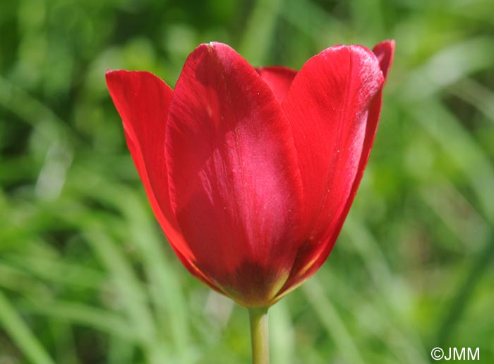 Tulipa planifolia = Tulipa sarracenica