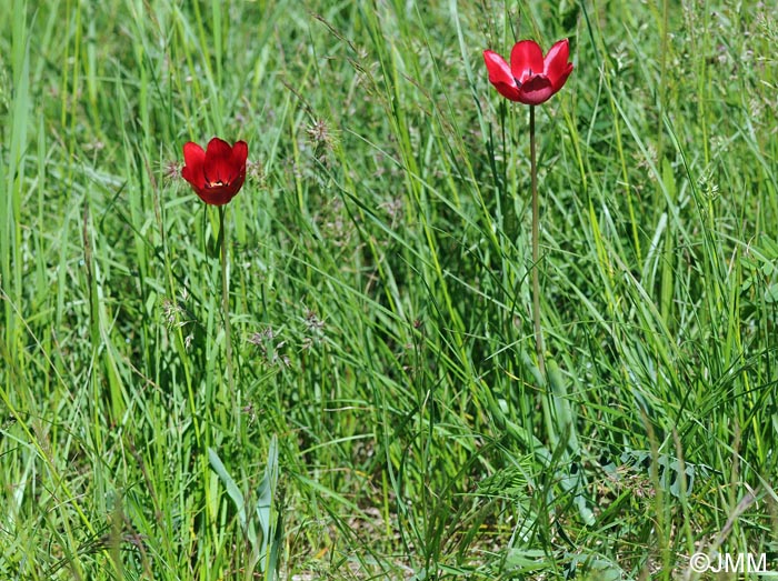 Tulipa planifolia = Tulipa sarracenica