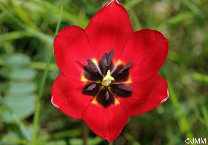 Tulipa planifolia = Tulipa sarracenica