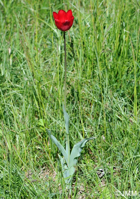 Tulipa planifolia = Tulipa sarracenica