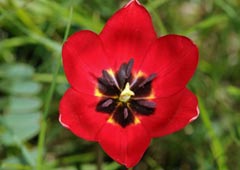 Tulipa planifolia