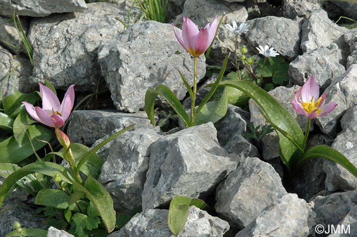 Tulipa saxatilis