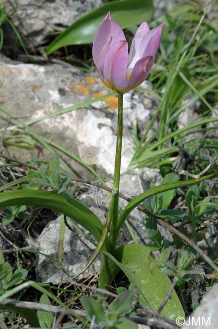 Tulipa saxatilis