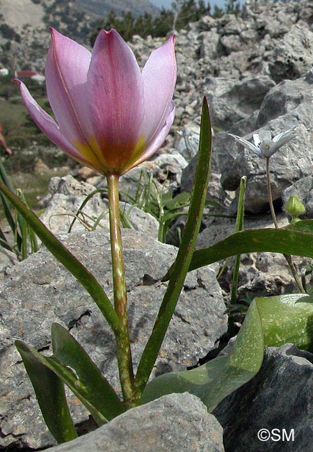 Tulipa saxatilis