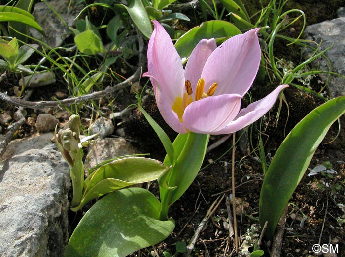 Tulipa saxatilis & Himantoglossum robertianum