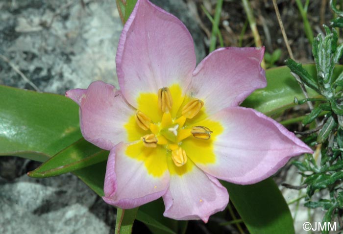 Tulipa saxatilis