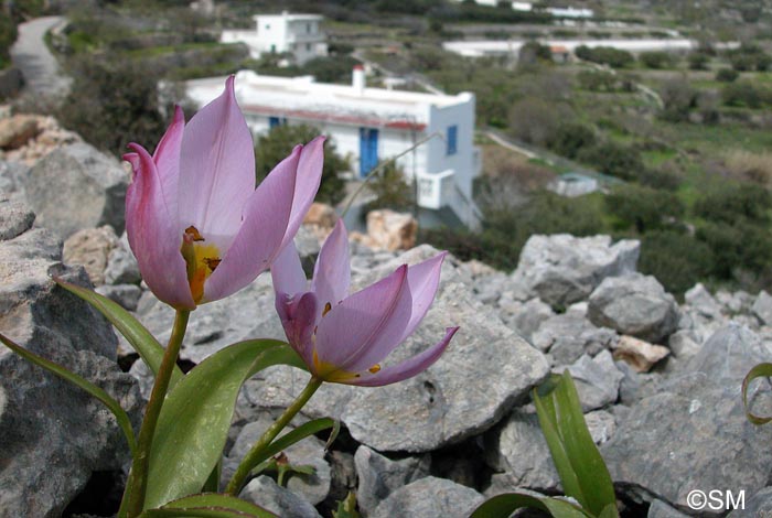 Tulipa saxatilis