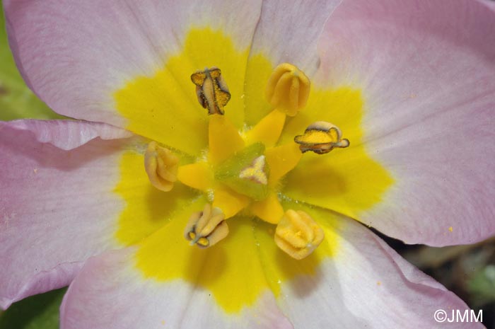 Tulipa saxatilis