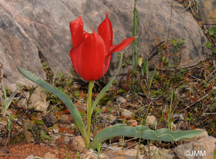 Tulipa undulatifolia