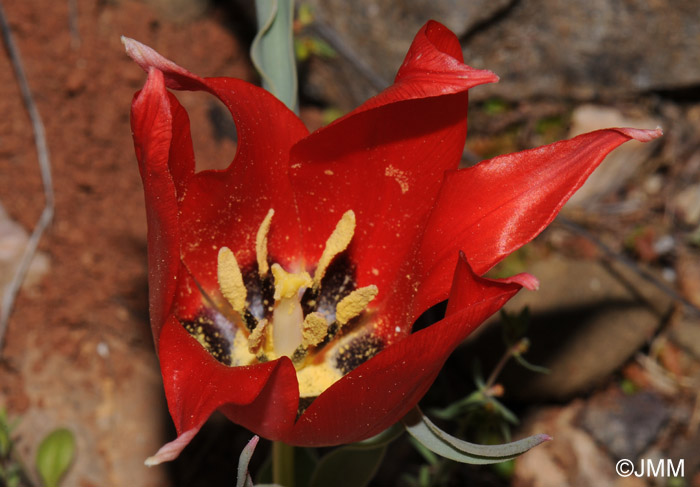 Tulipa undulatifolia