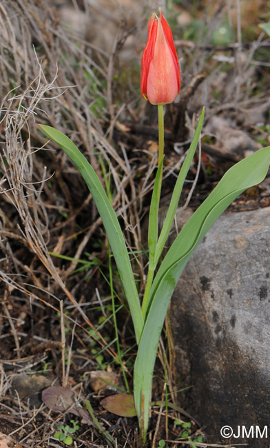 Tulipa undulatifolia