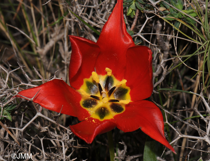 Tulipa undulatifolia