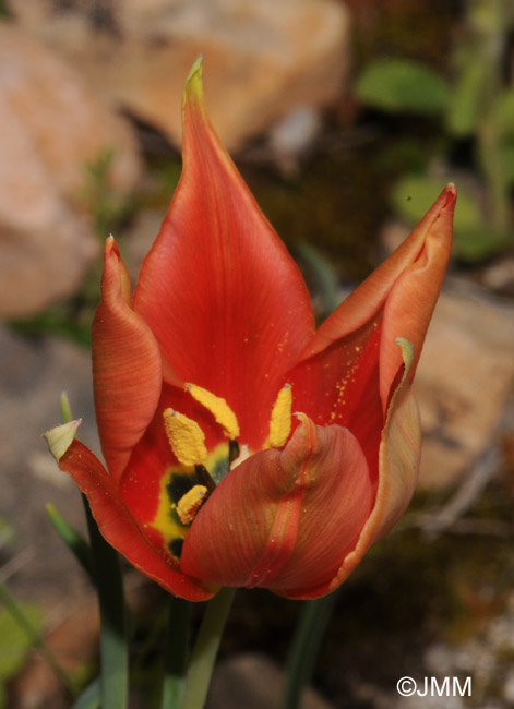 Tulipa undulatifolia