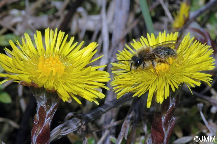 Tussilago farfara