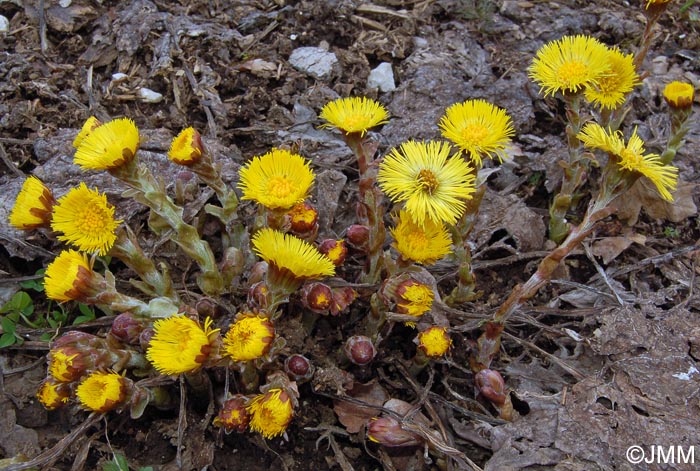 Tussilago farfara