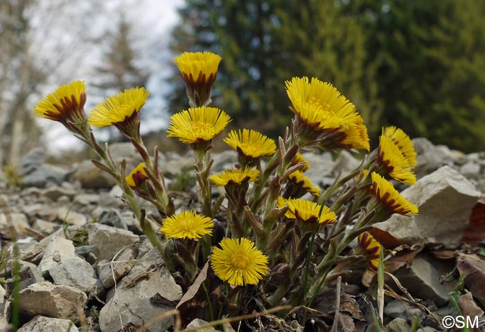 Tussilago farfara