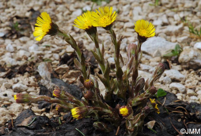 Tussilago farfara