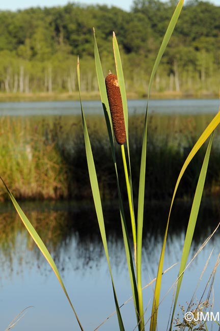 Typha latifolia