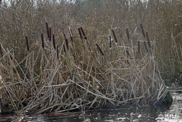 Typha latifolia