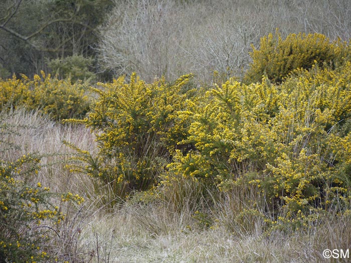 Ulex europaeus