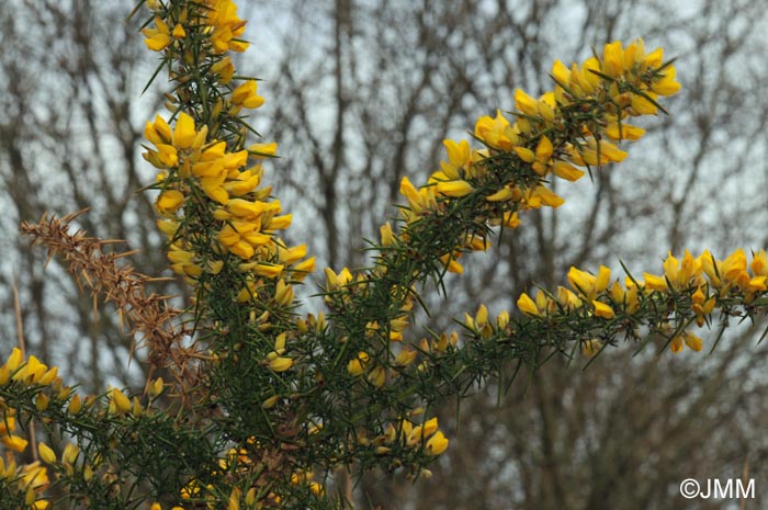 Ulex europaeus